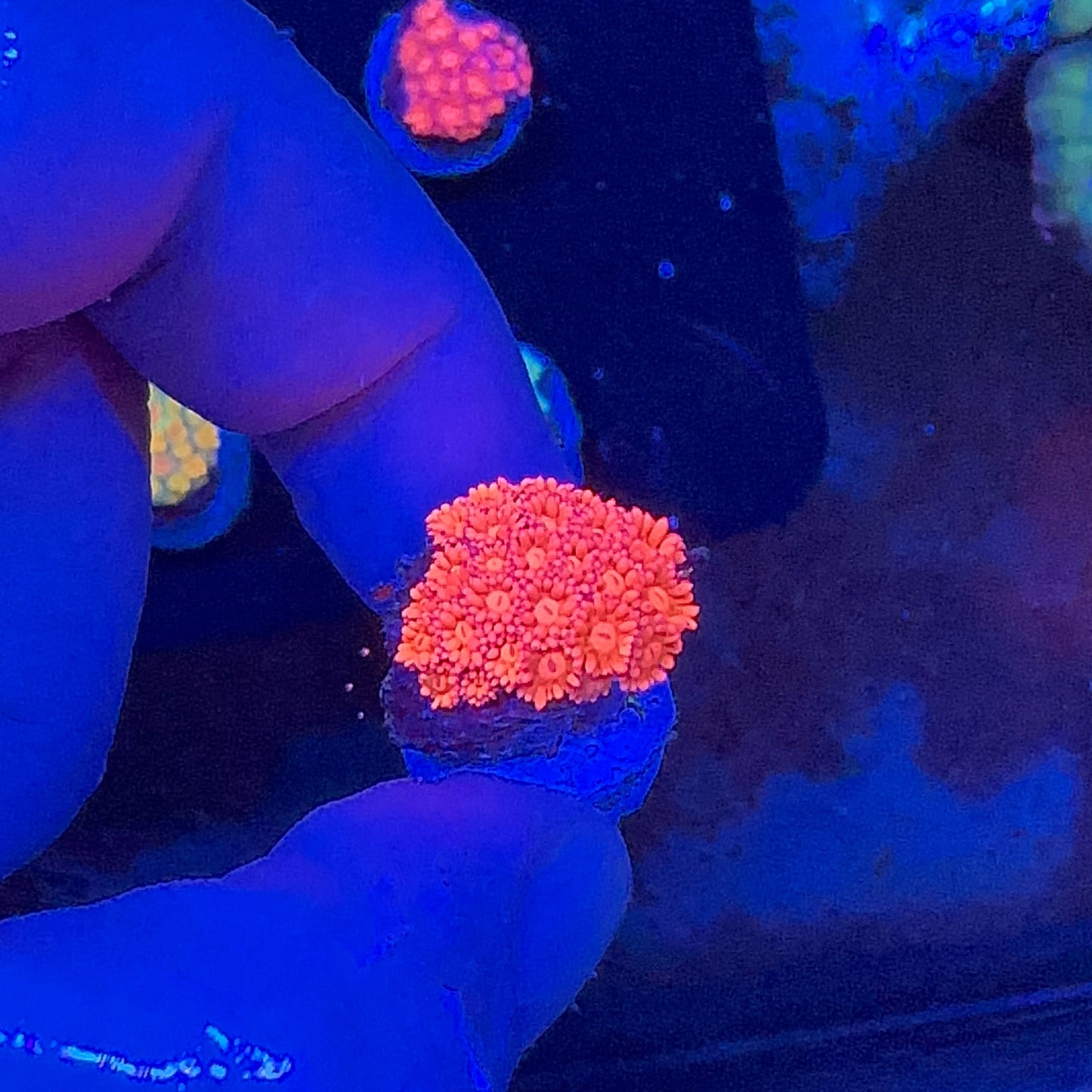 Goniopora Multicolor Frag