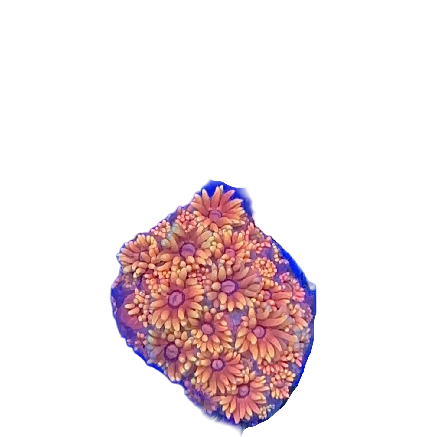 Goniopora Multicolor Frag