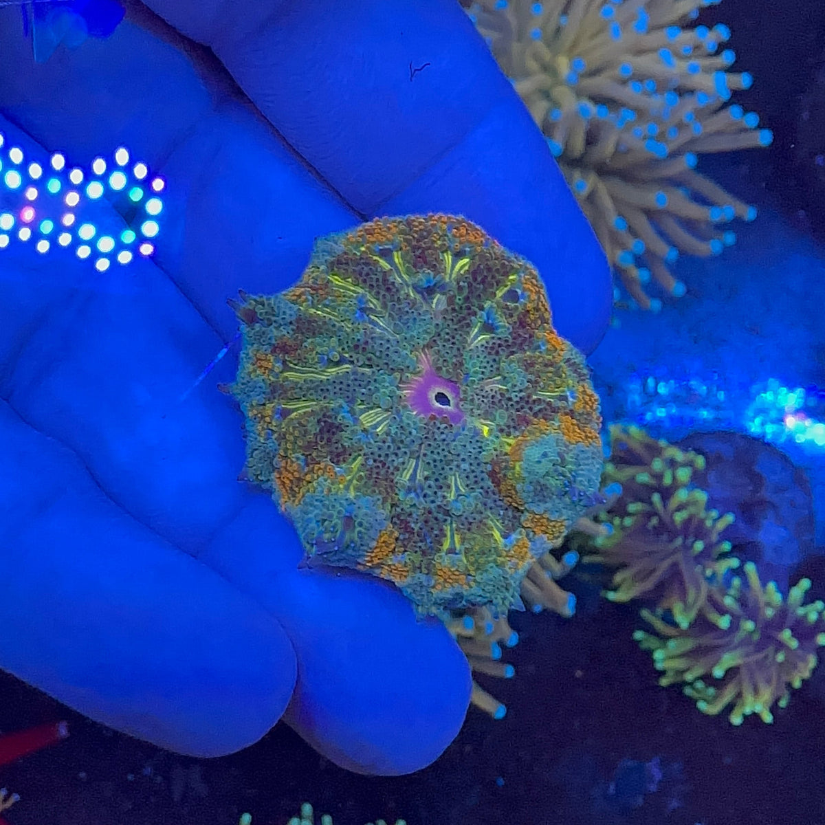 Mini Carpet Anemon