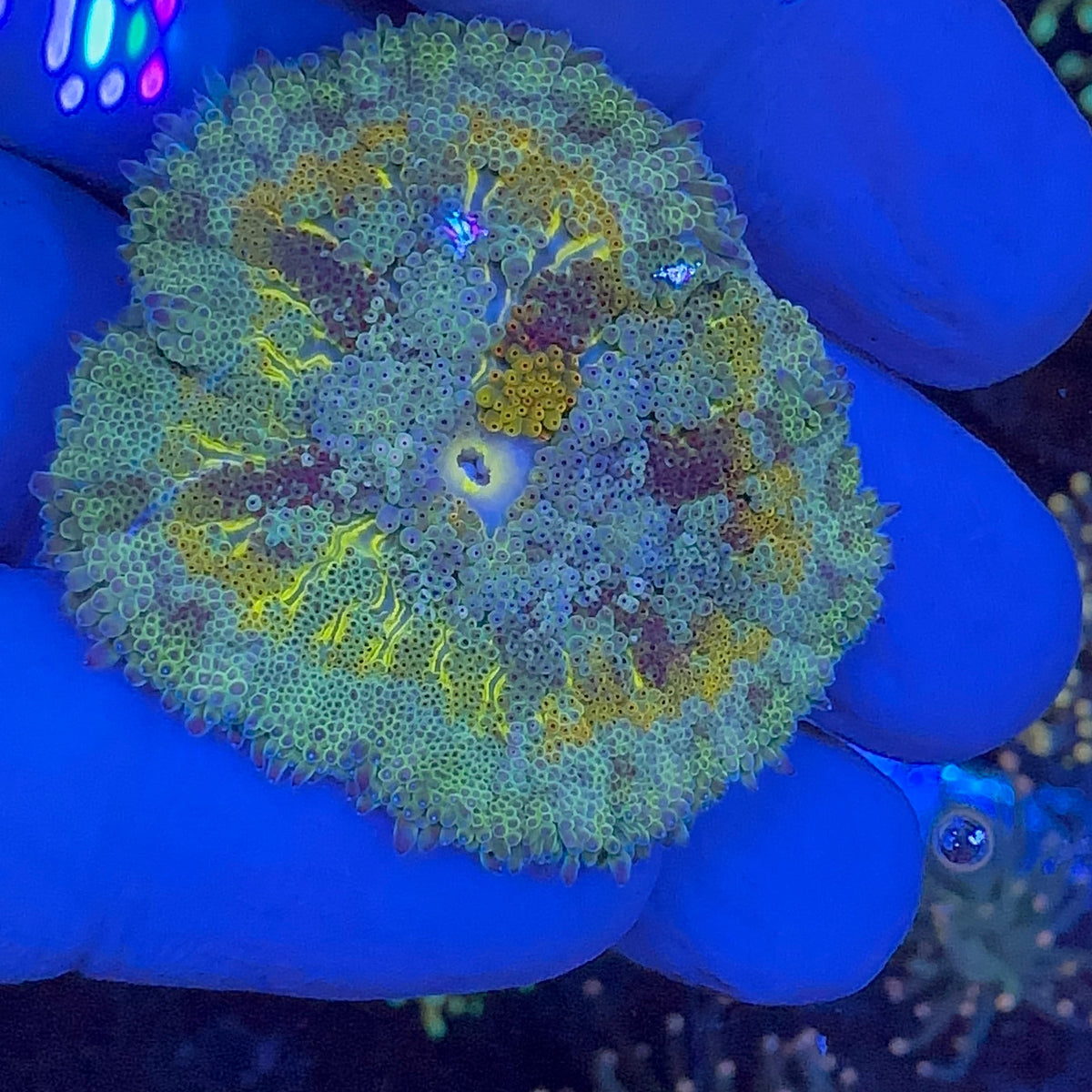 Mini Carpet Anemon