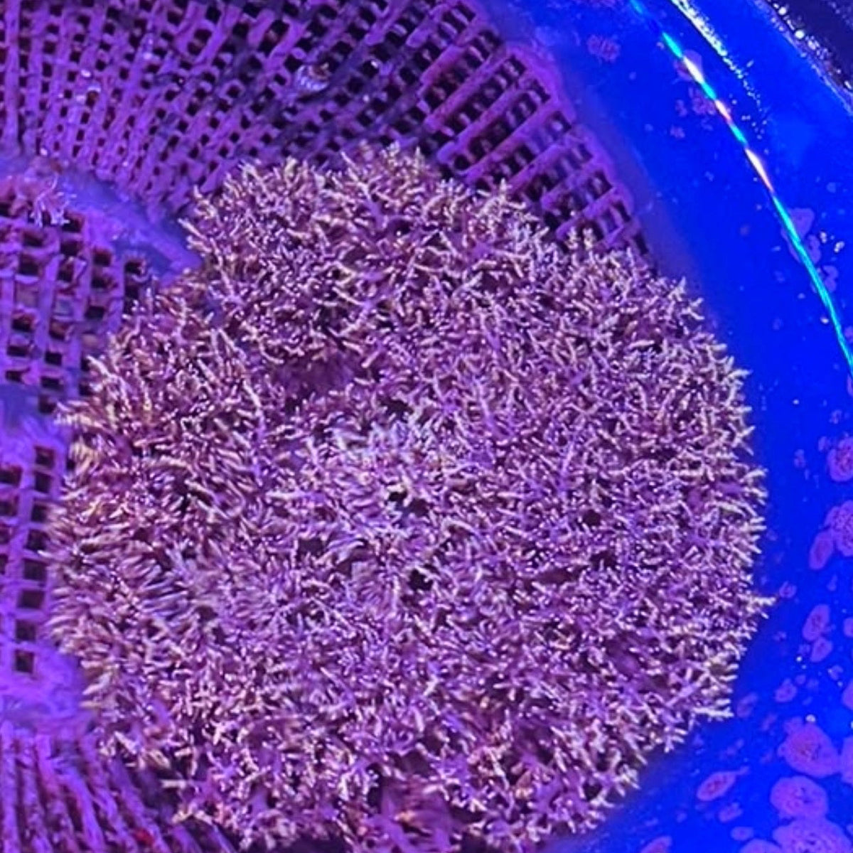 Hell's Fire Anemone