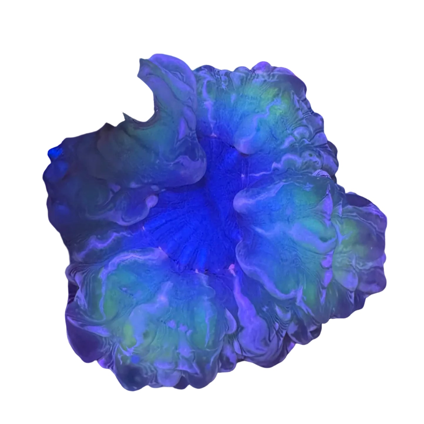 Indophyllia Coral