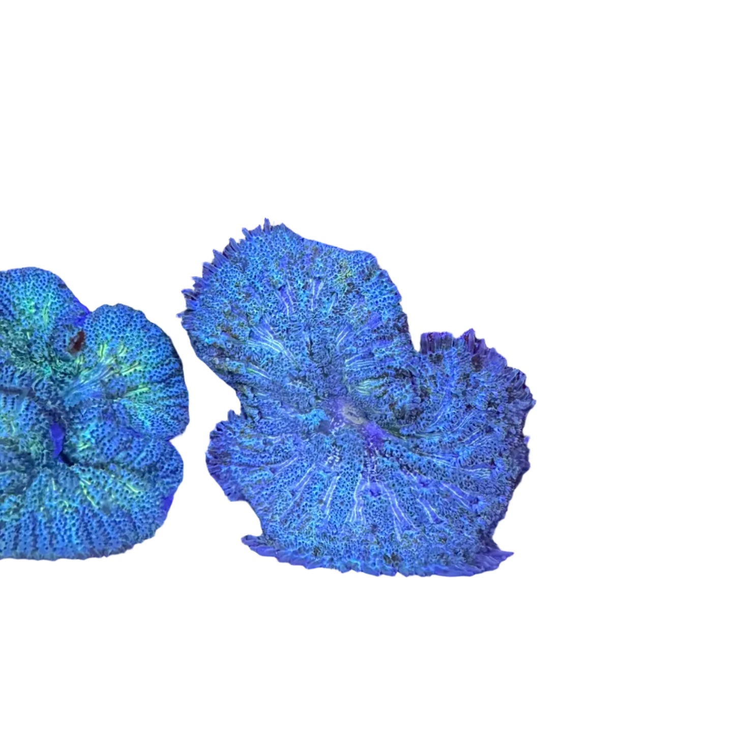 Mini Carpet Anemon