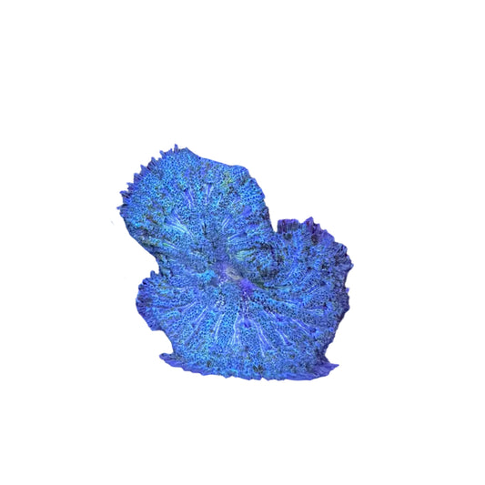 Mini Carpet Anemon