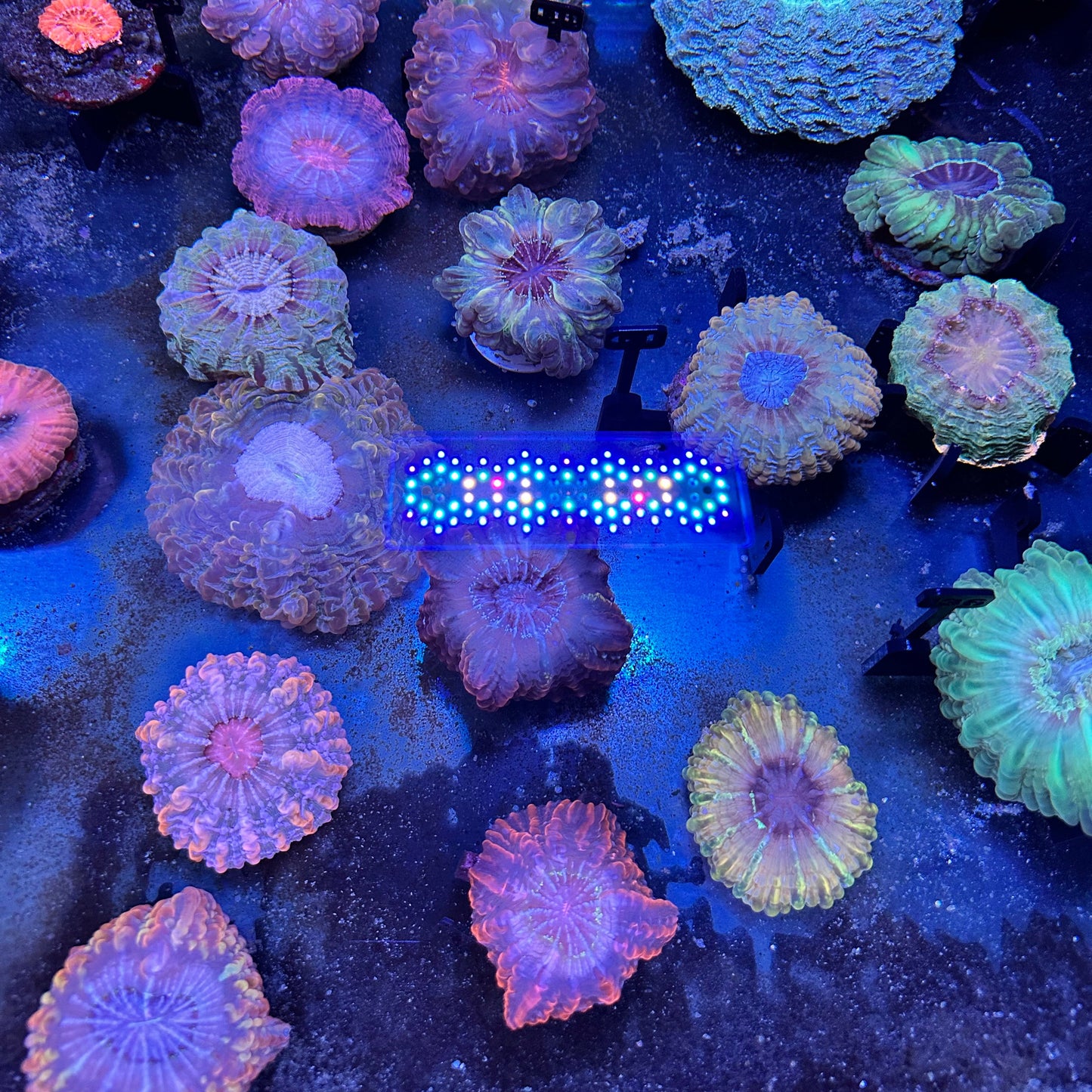 Indophyllia Coral