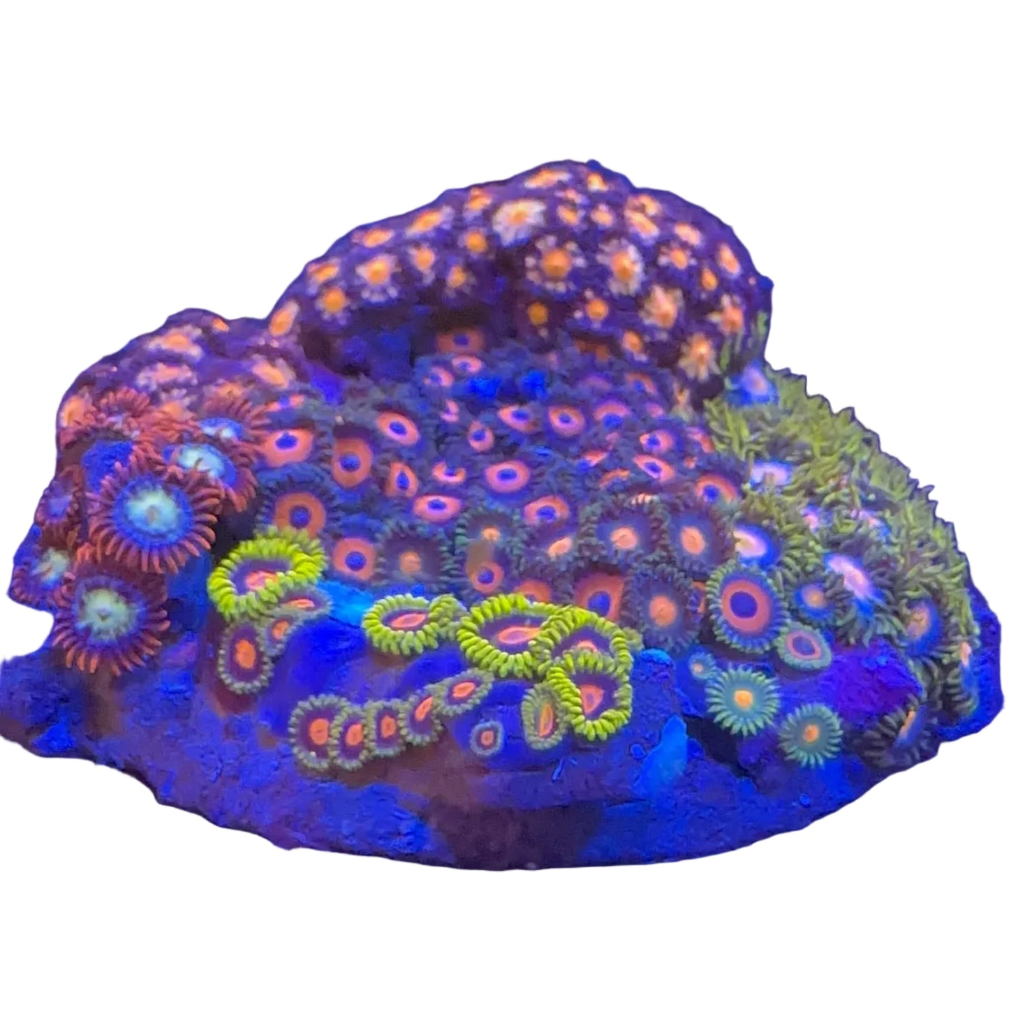 Zoanthus Mix Koloni