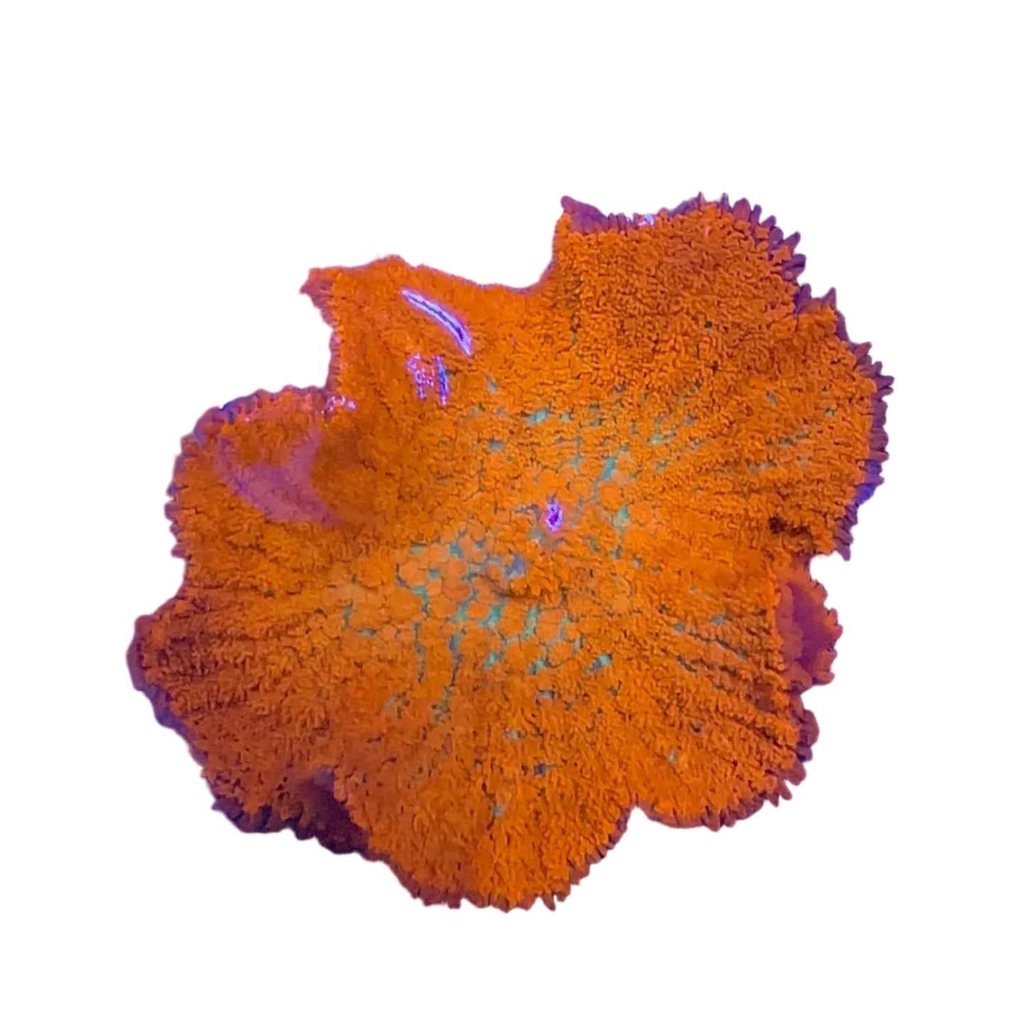 Forest Fire Mushroom