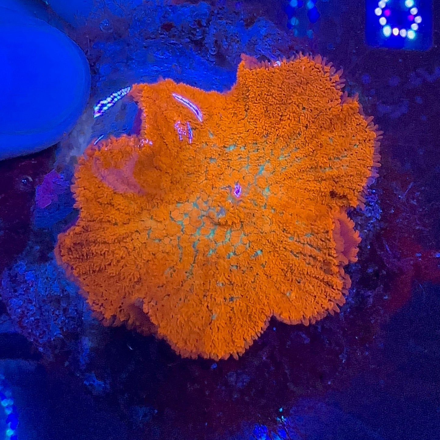 Forest Fire Mushroom