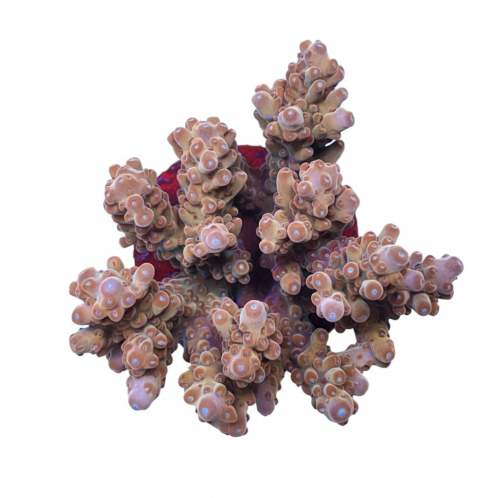 Acropora spp. (Loripes)