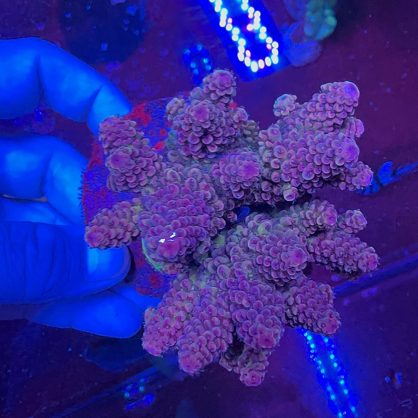 Acropora nasuta