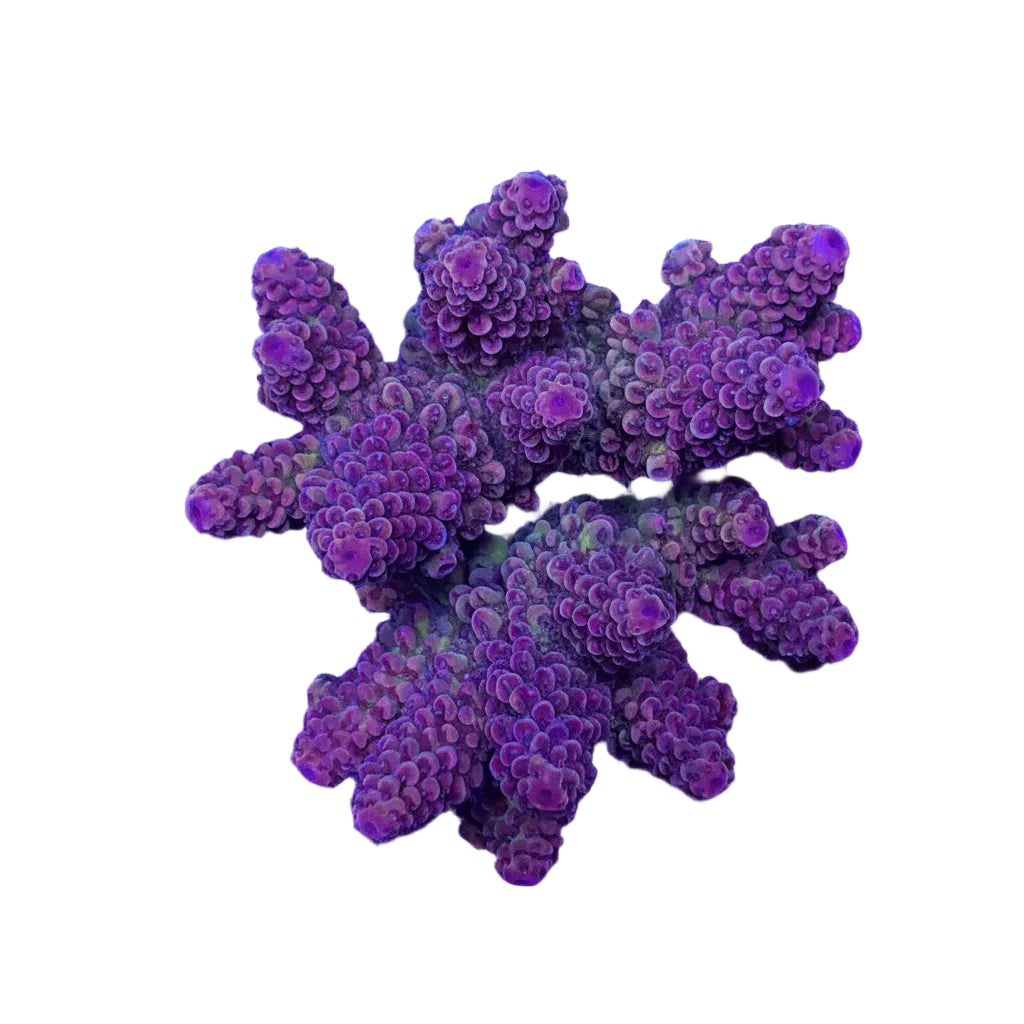 Acropora nasuta