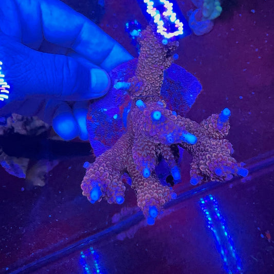 Acropora formosa