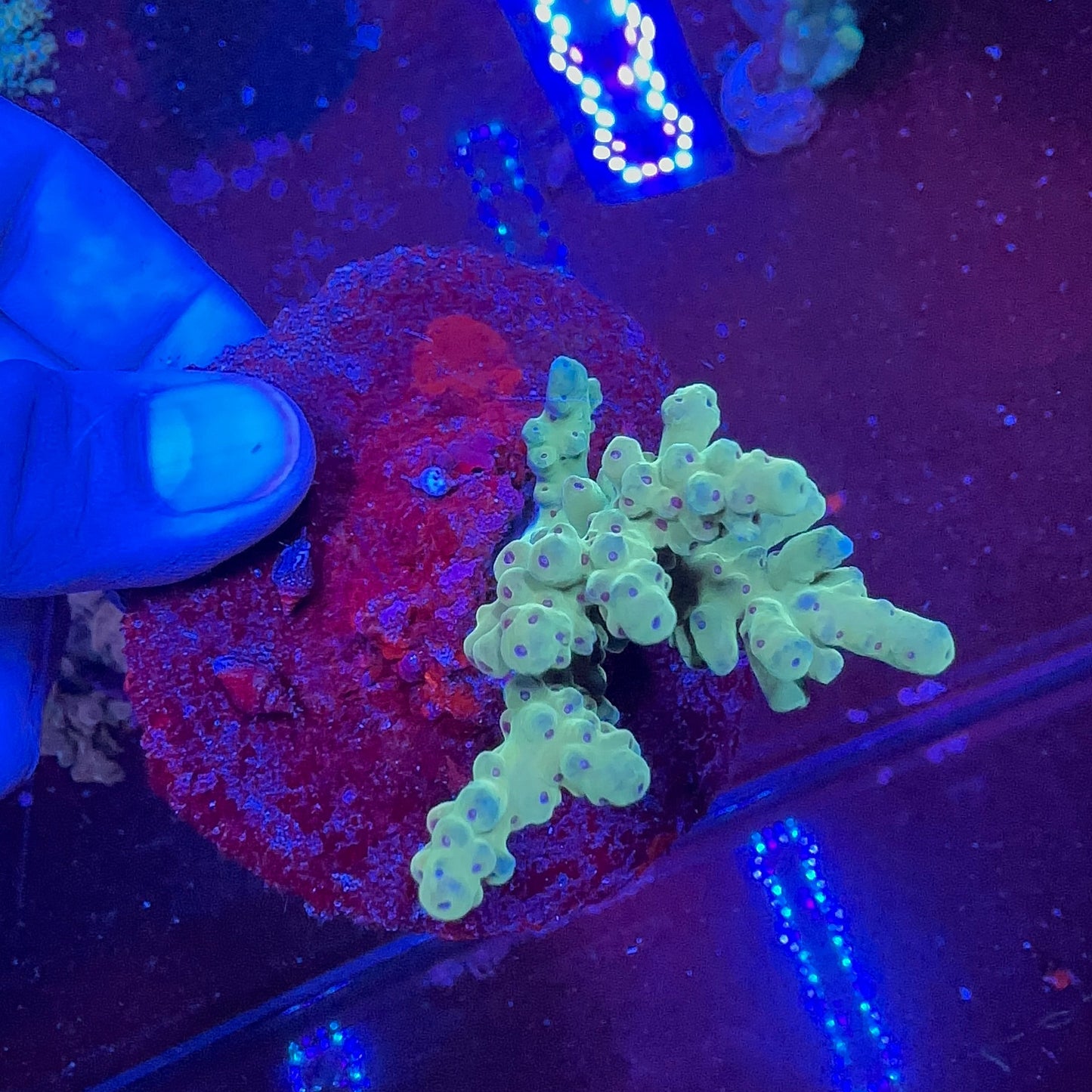 Acropora spp.(Loripes)