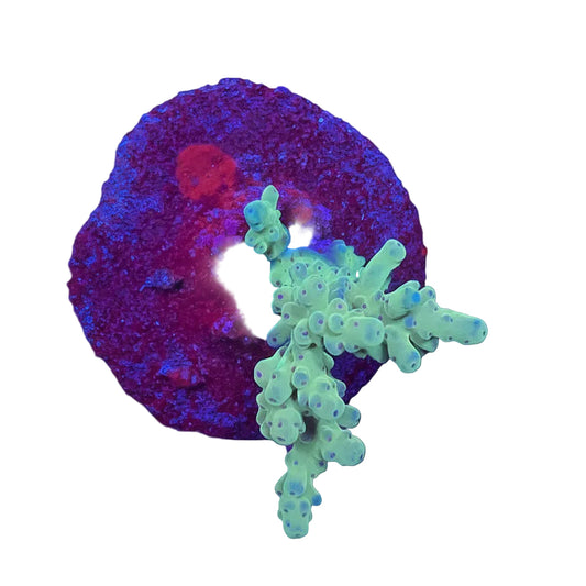 Acropora spp.(Loripes)