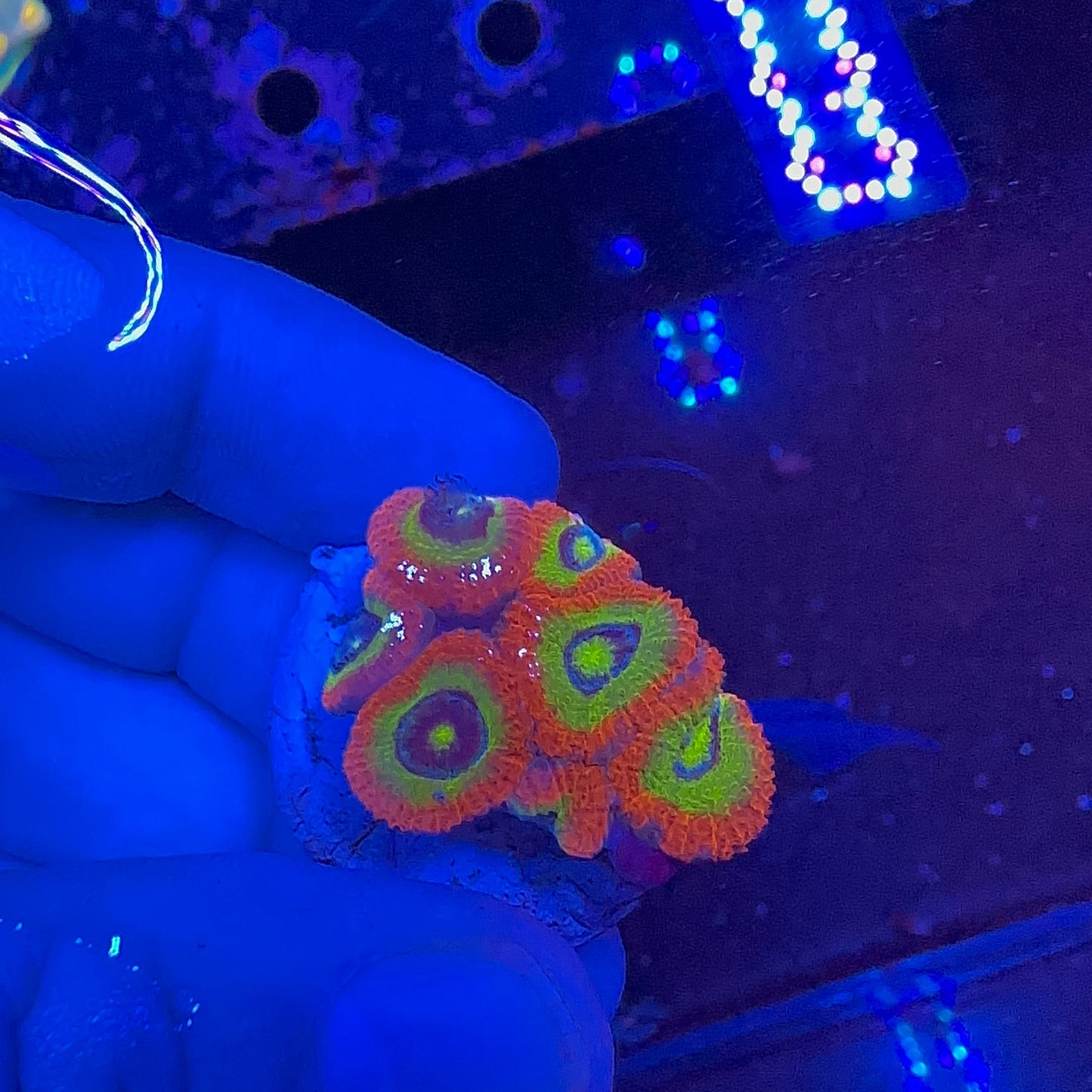 Micromussa Holy Grail