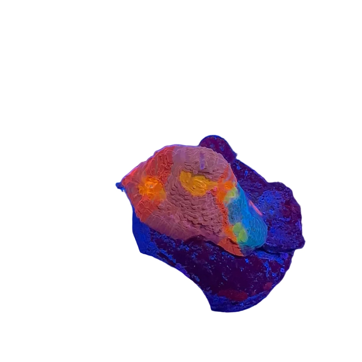 Bugatti Chalice Frag