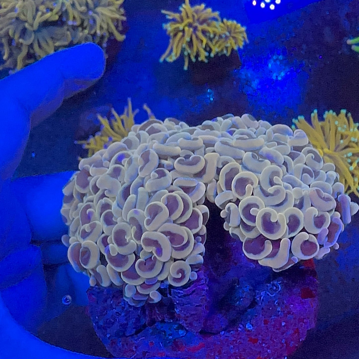 Wall Hammer Gold