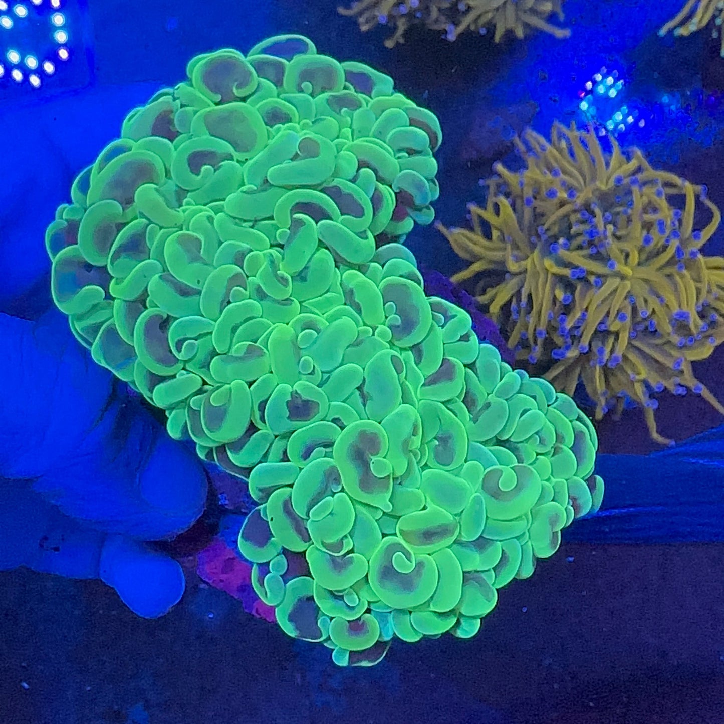 Wall Hammer Green