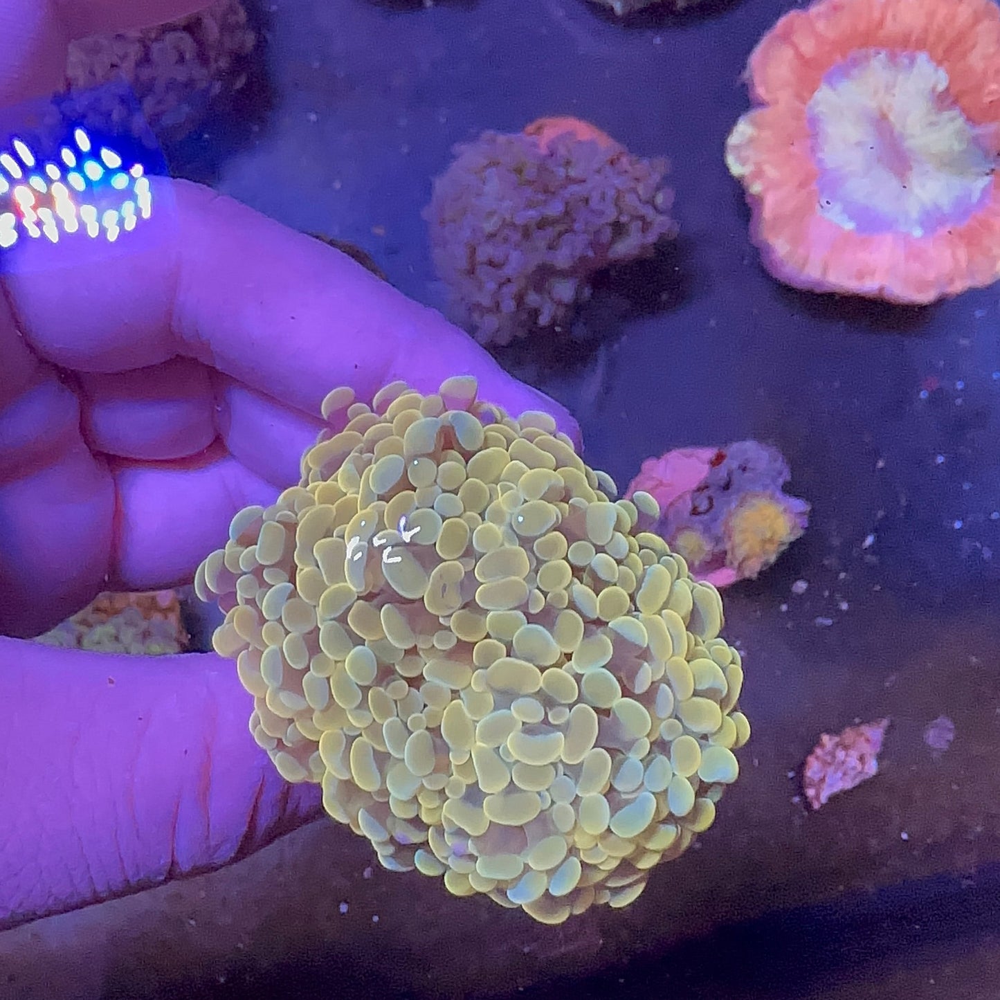 Gold Hammer Branch