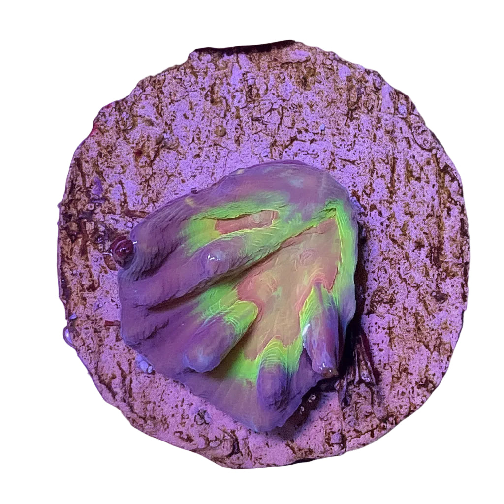 Multicolor Pectinia Frag