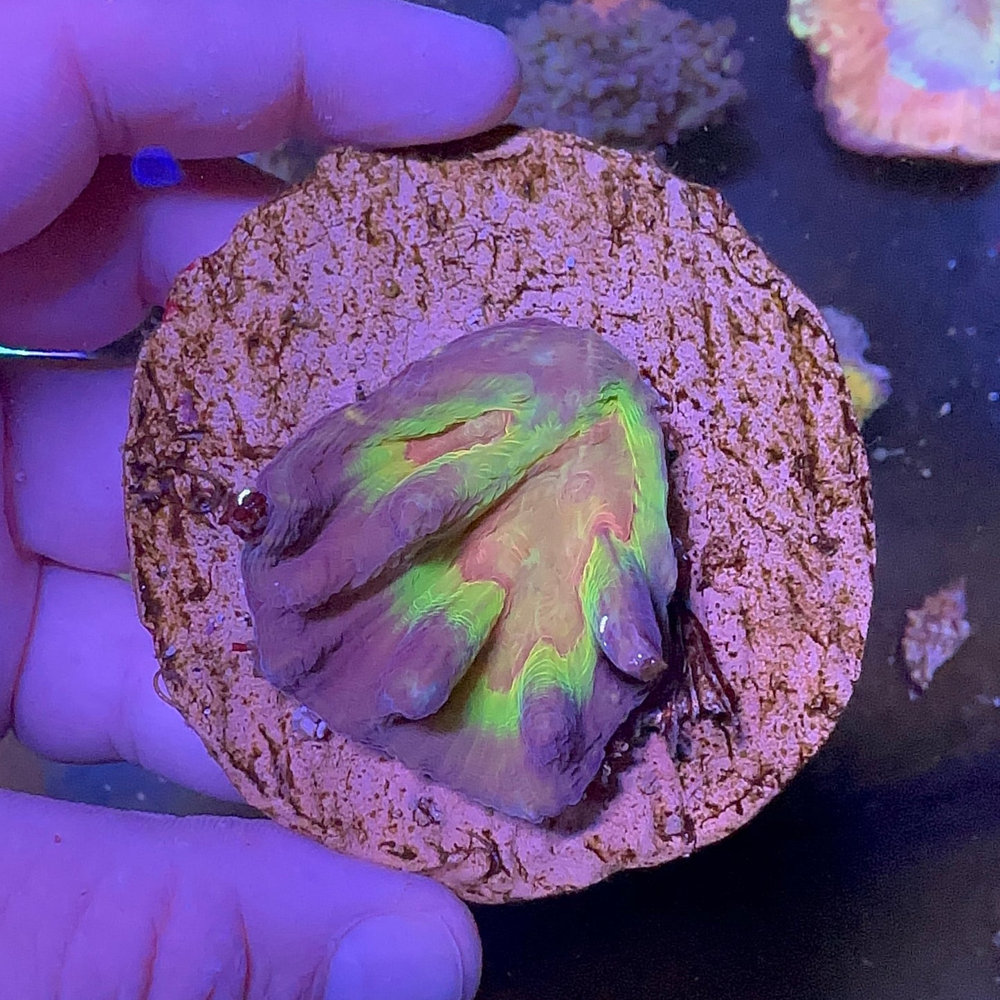 Multicolor Pectinia Frag