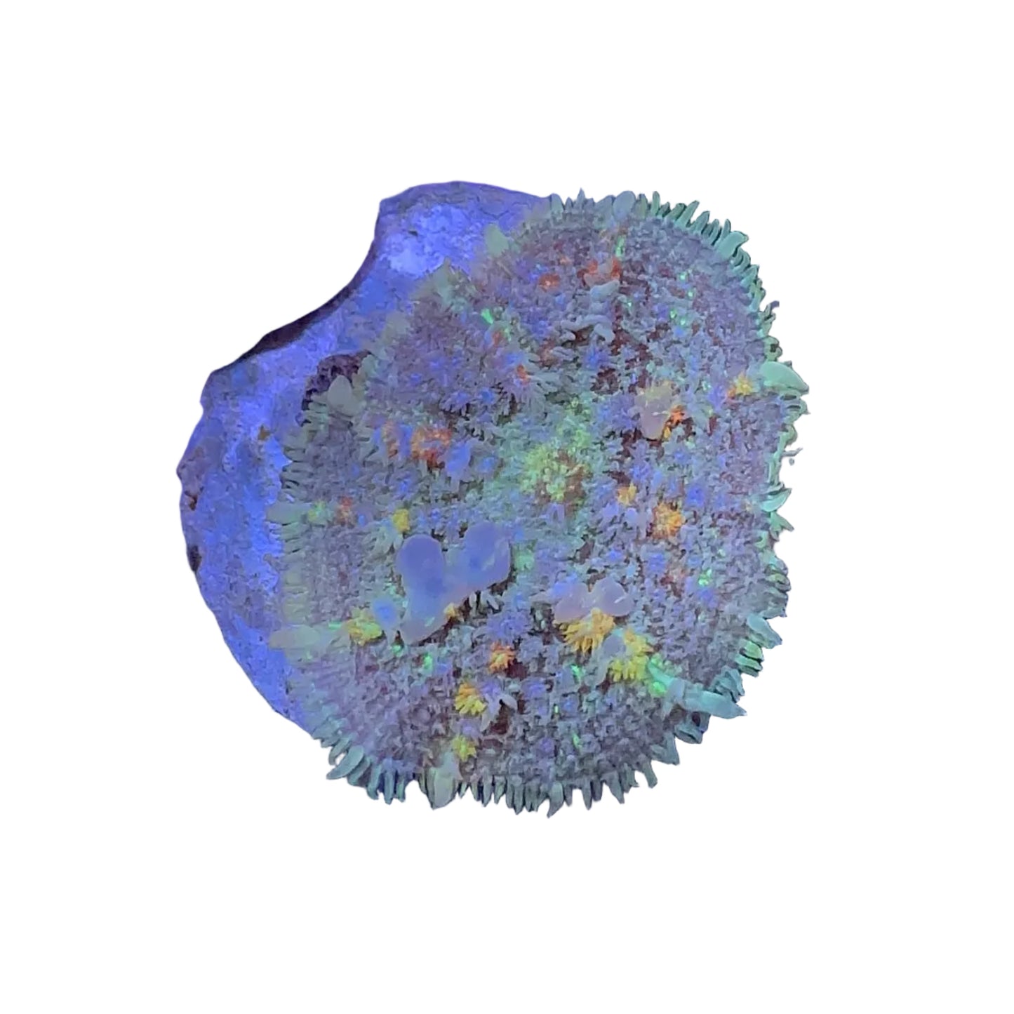 Multicolor Bounce Mushroom / Kafa