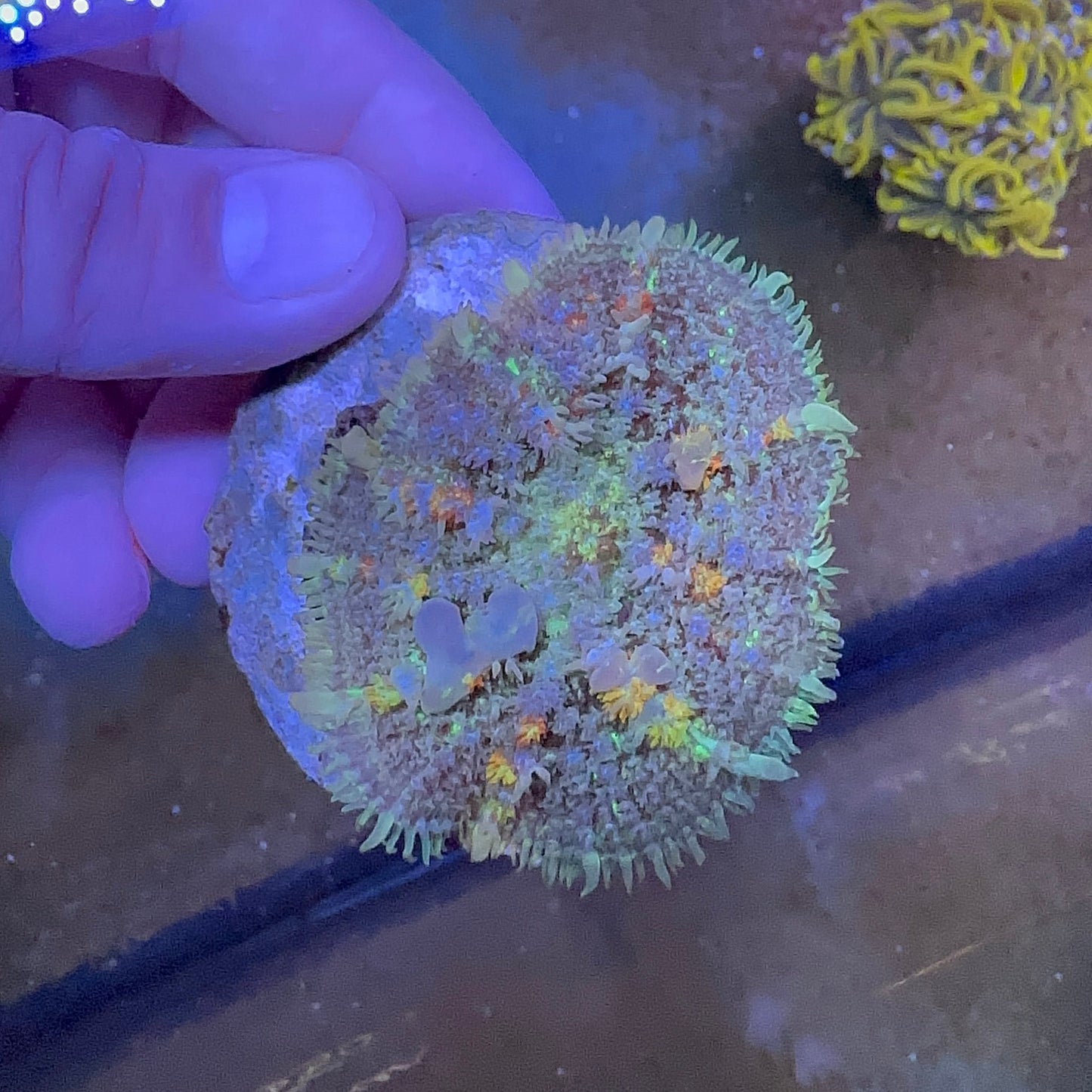 Multicolor Bounce Mushroom / Kafa
