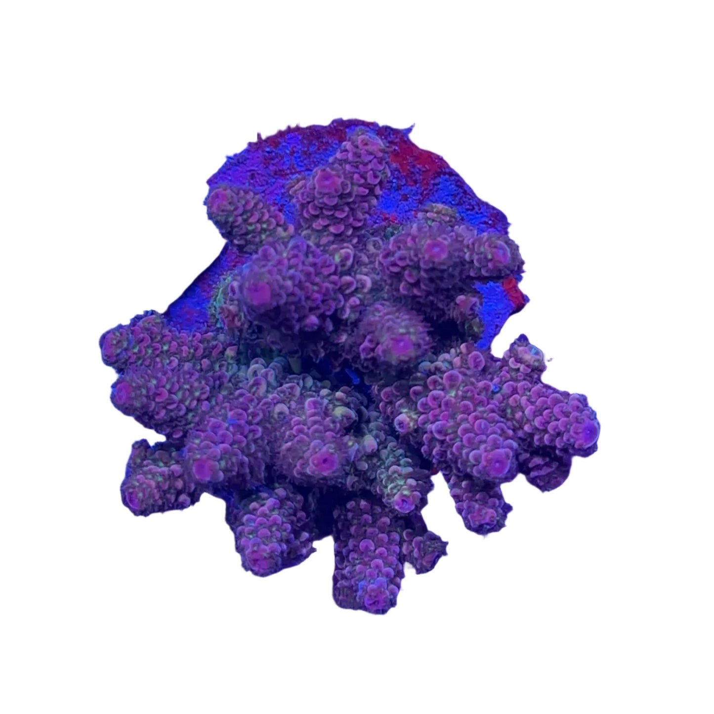 Acropora nasuta