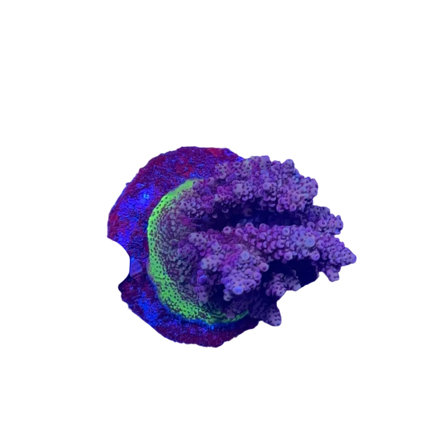 Acropora spp.