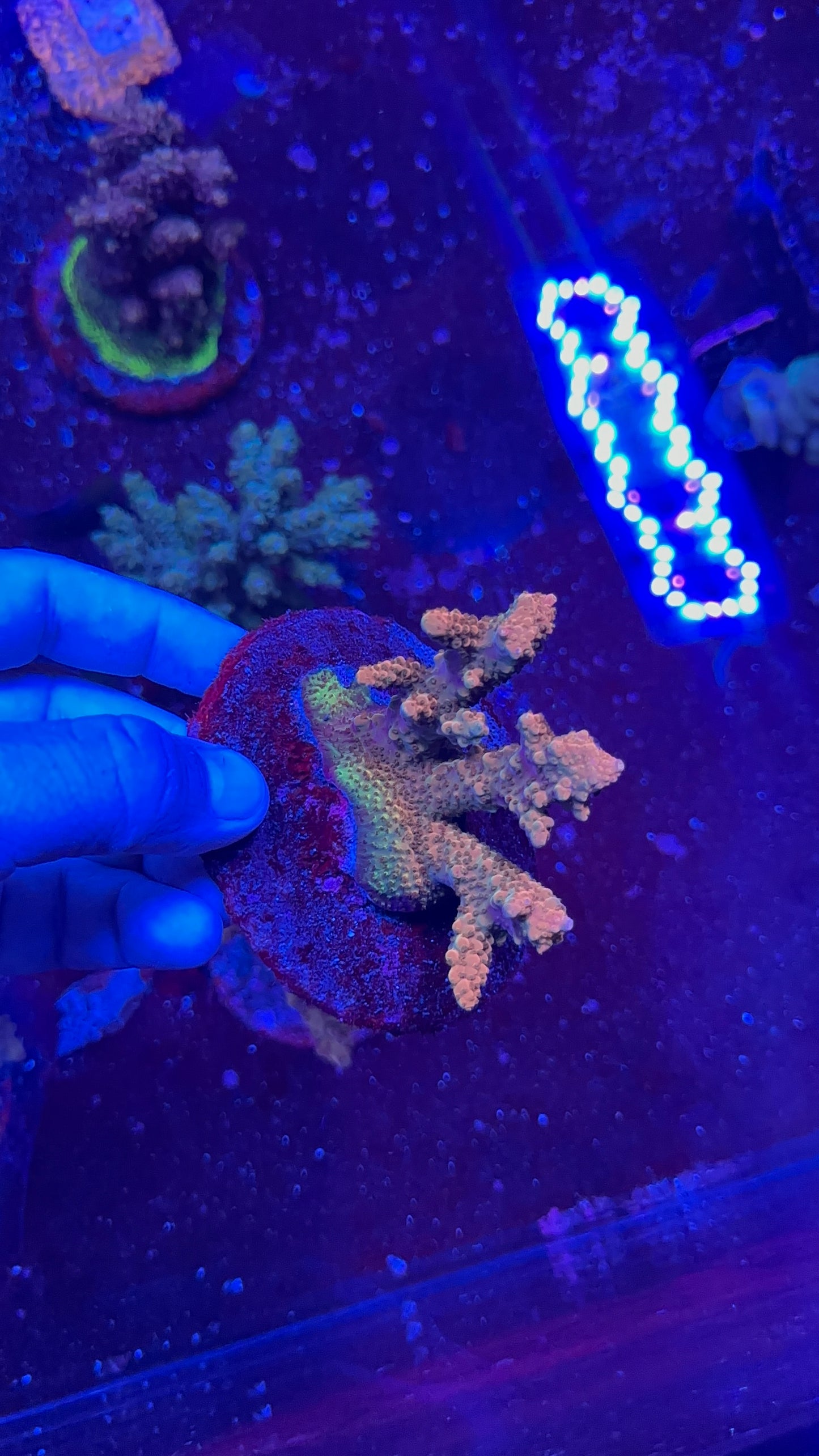 Acropora spp.(divaricata)