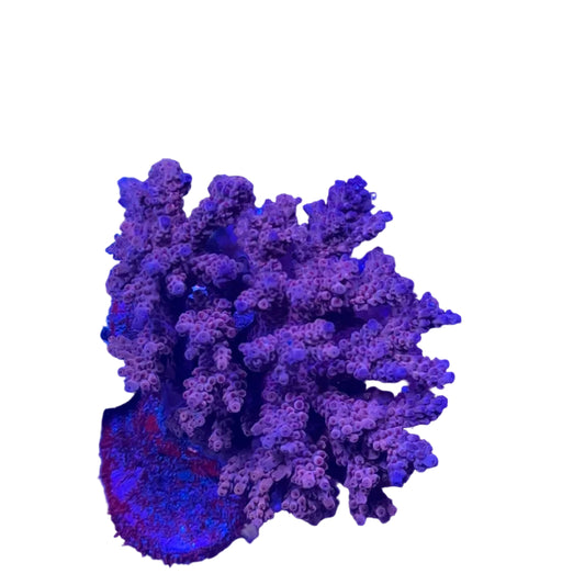 Acropora spp.