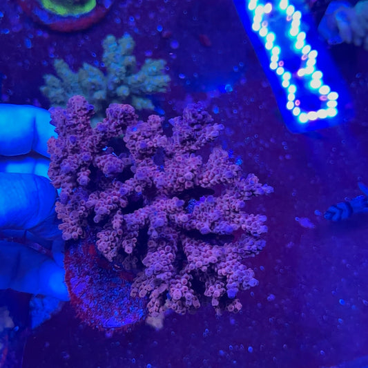 Acropora spp.