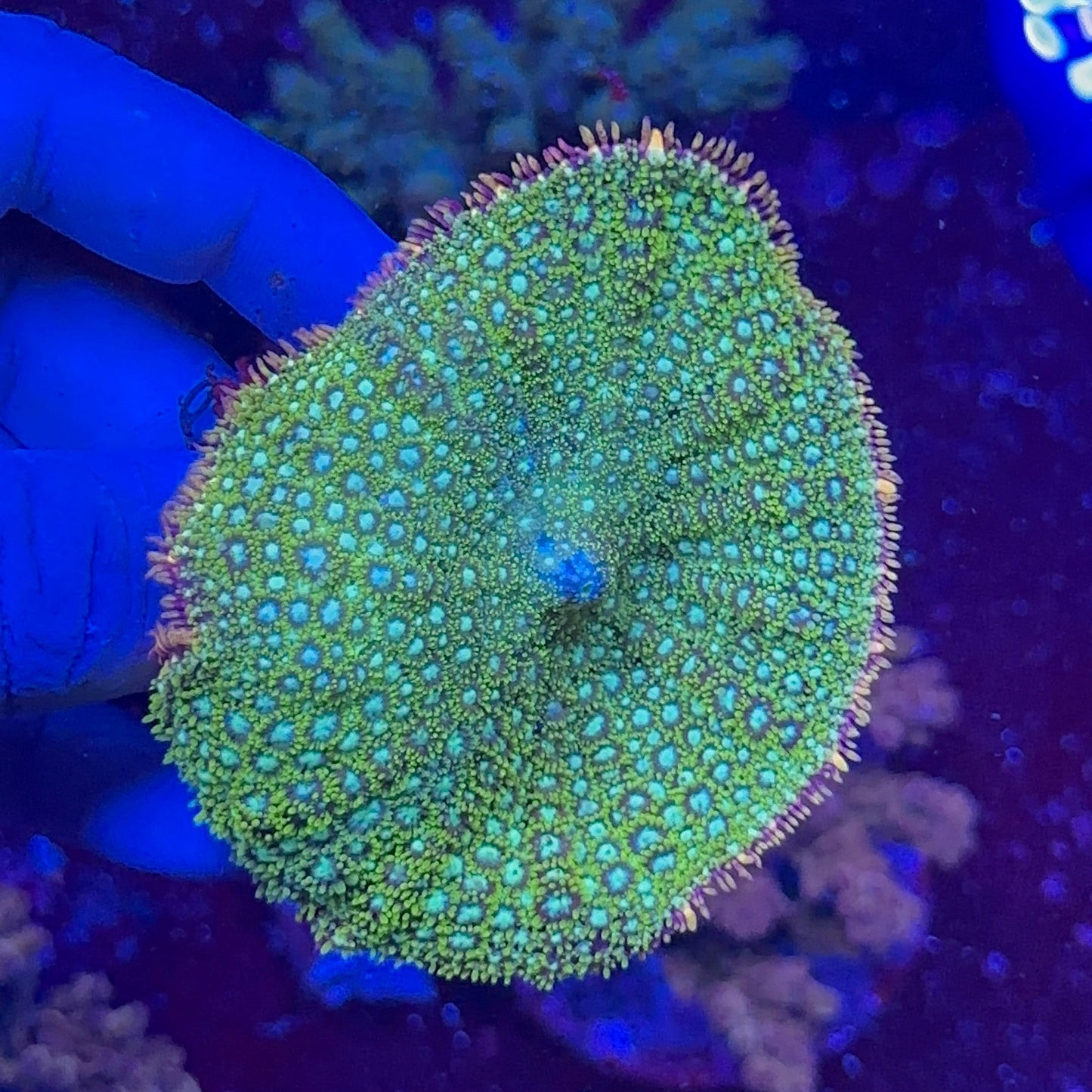 Frankestein Mushroom