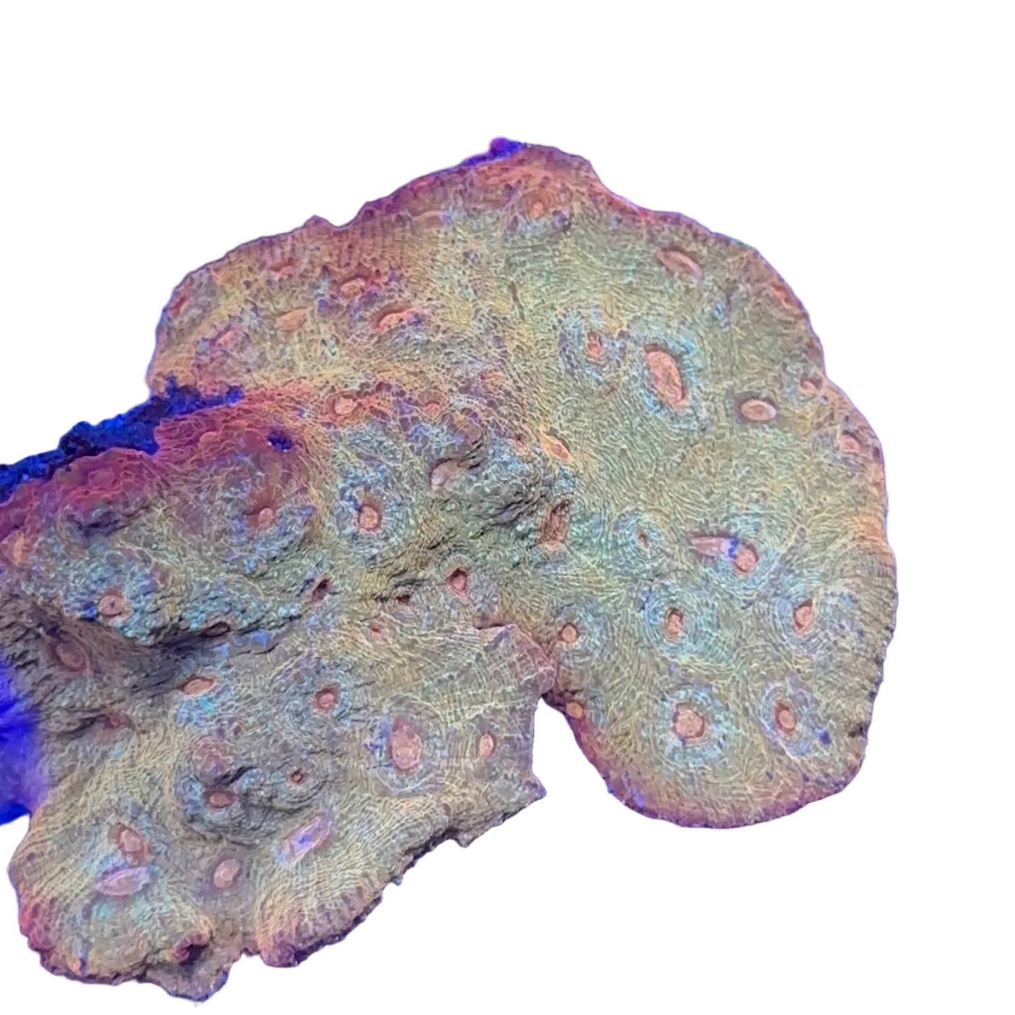 Chalice Coral (Golden) Premium