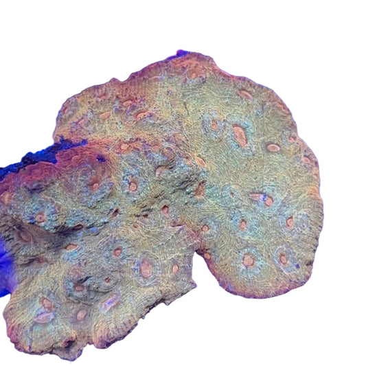 Chalice Coral (Golden) Premium