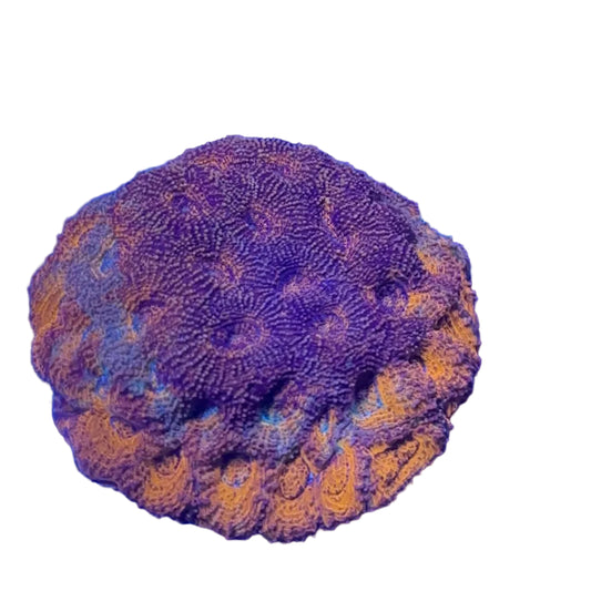 Echinata Coral Multicolor