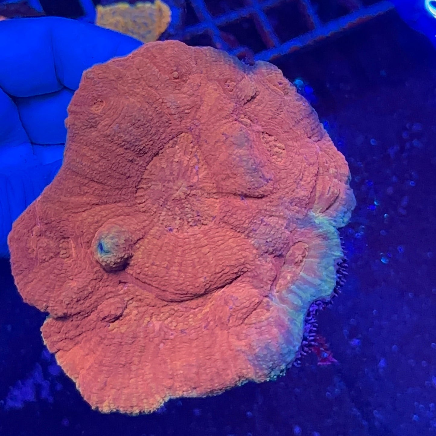 Australomussa Coral