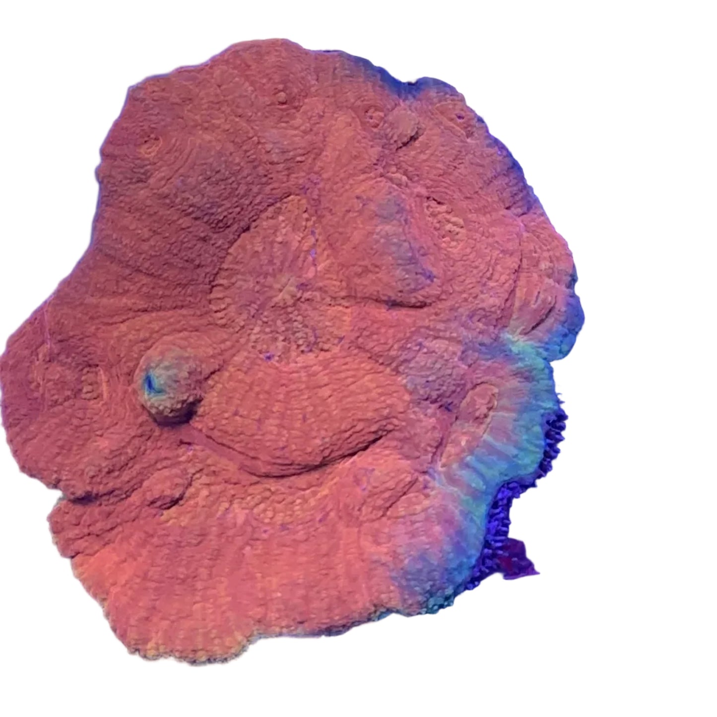 Australomussa Coral