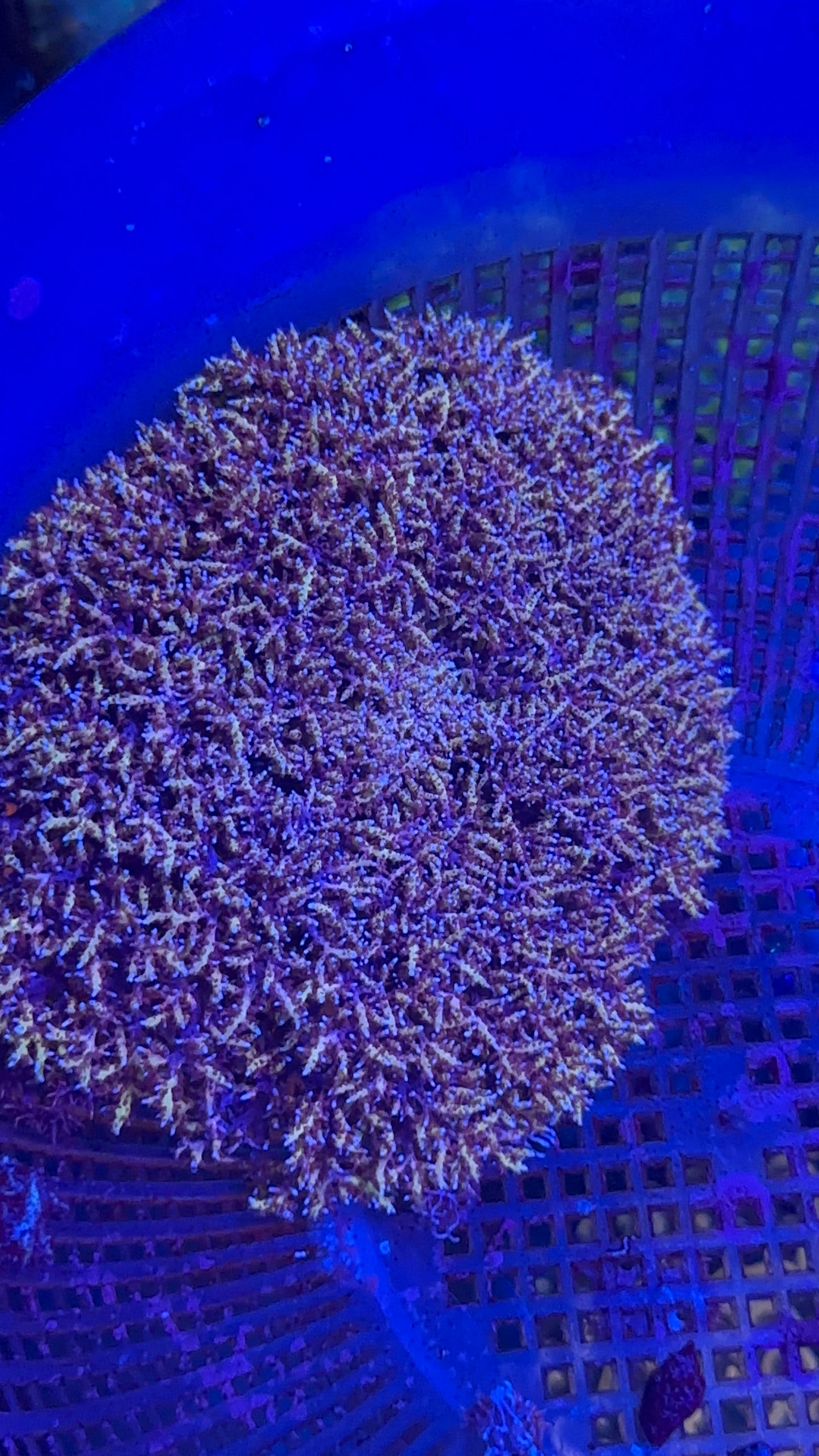 Hell's Fire Anemone