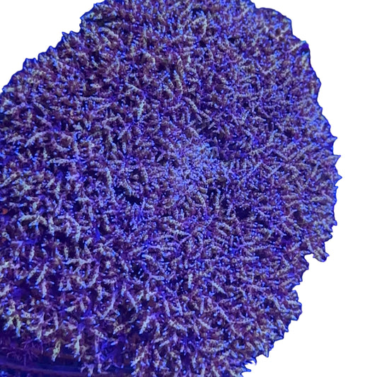 Hell's Fire Anemone
