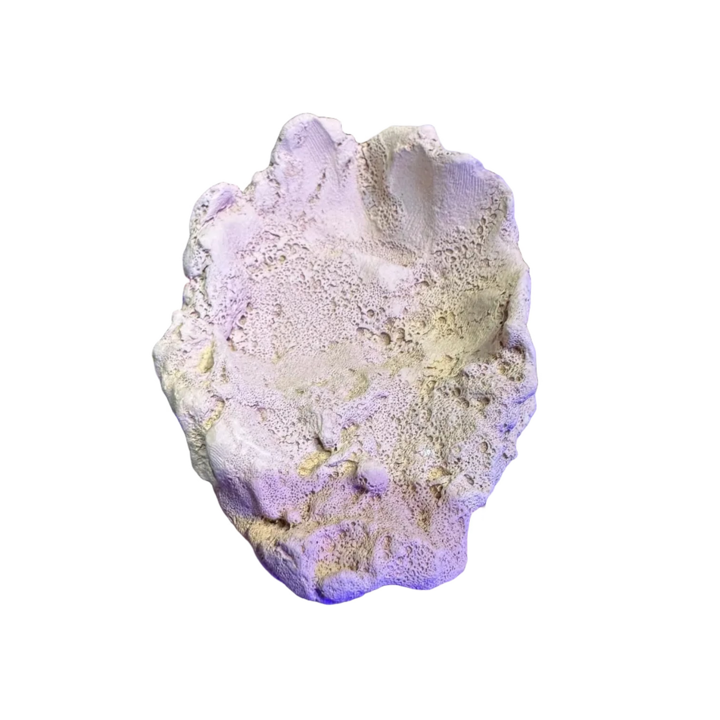 Tridacna(Clam) Kayası