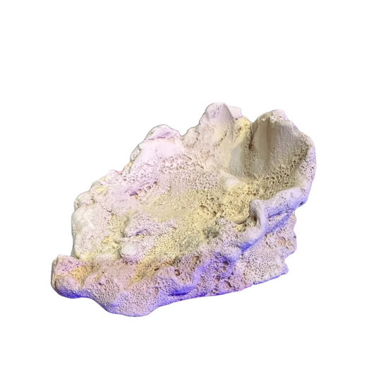 Tridacna(Clam) Kayası