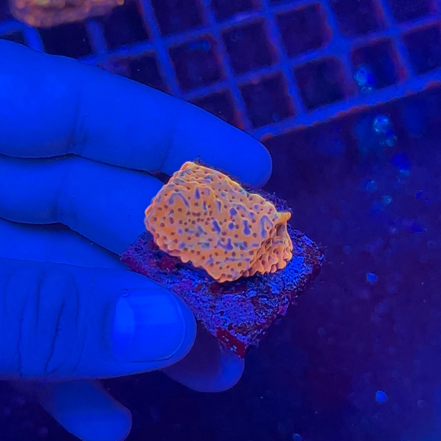 Kung Pao Montipora Frag
