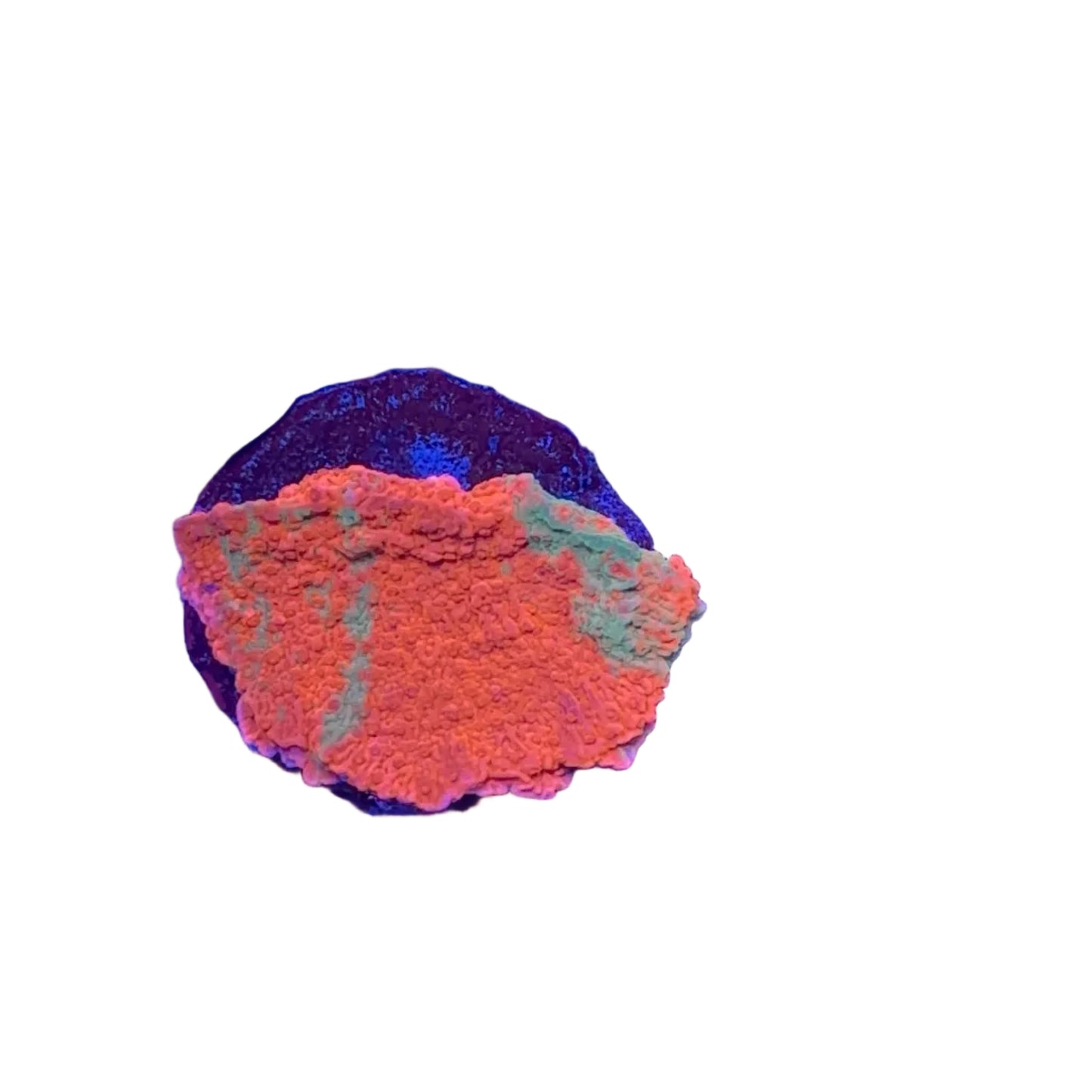 Graft Montipora Frag
