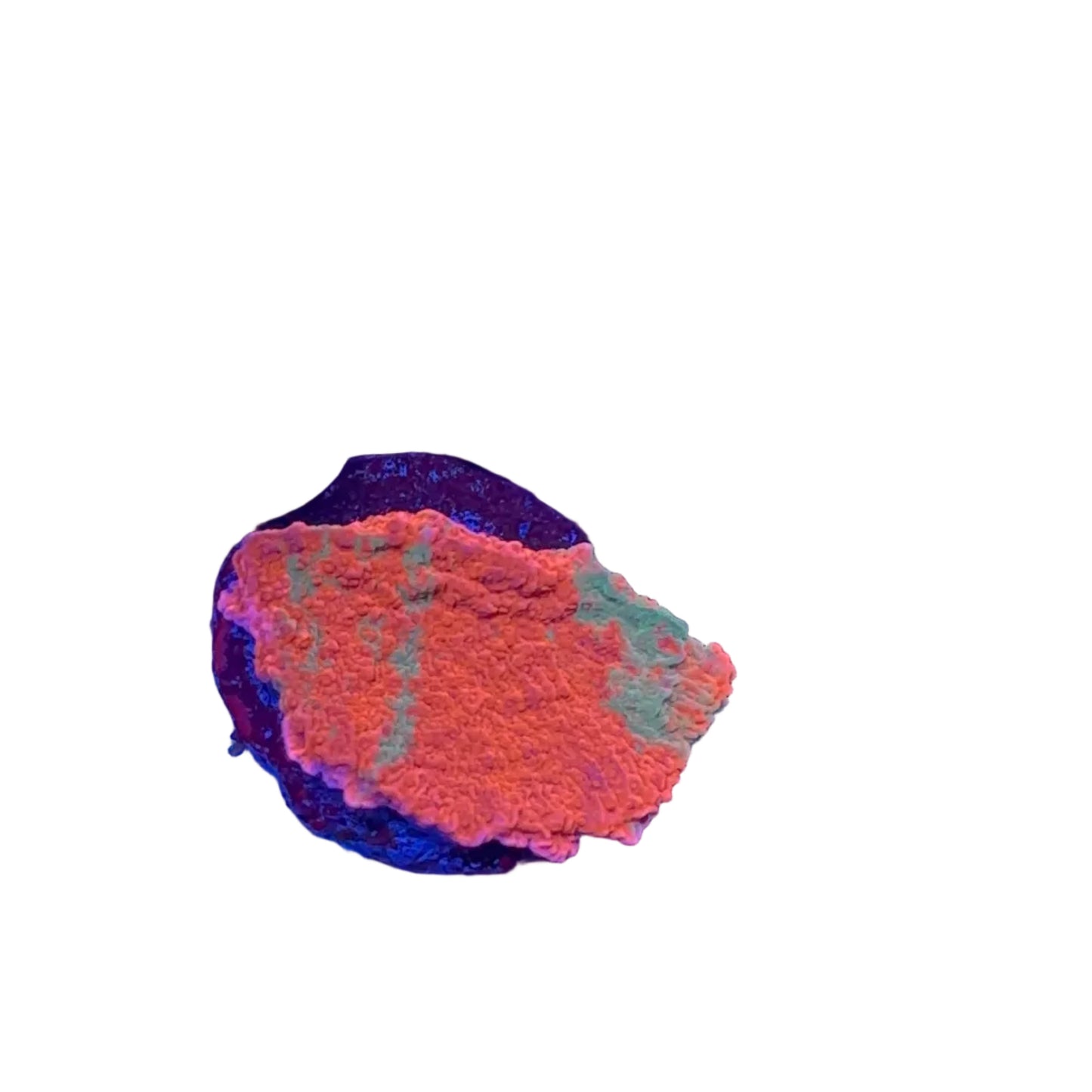 Graft Montipora Frag