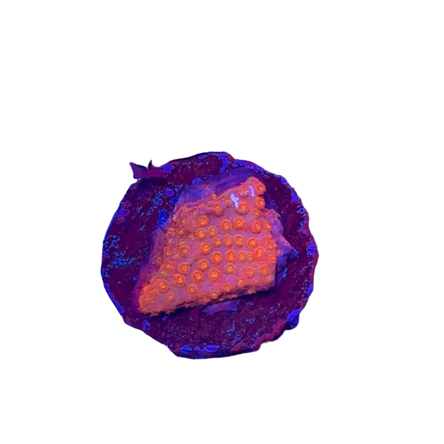 Crimson Stylocoeniella