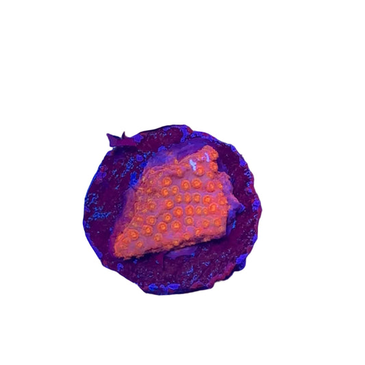 Crimson Stylocoeniella