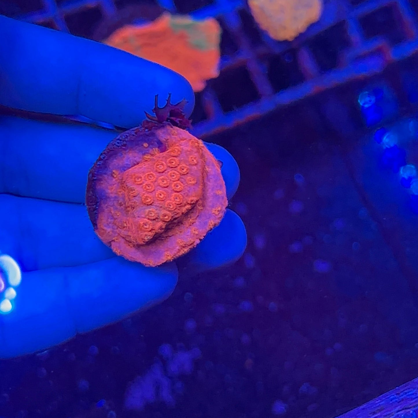 Crimson Stylocoeniella
