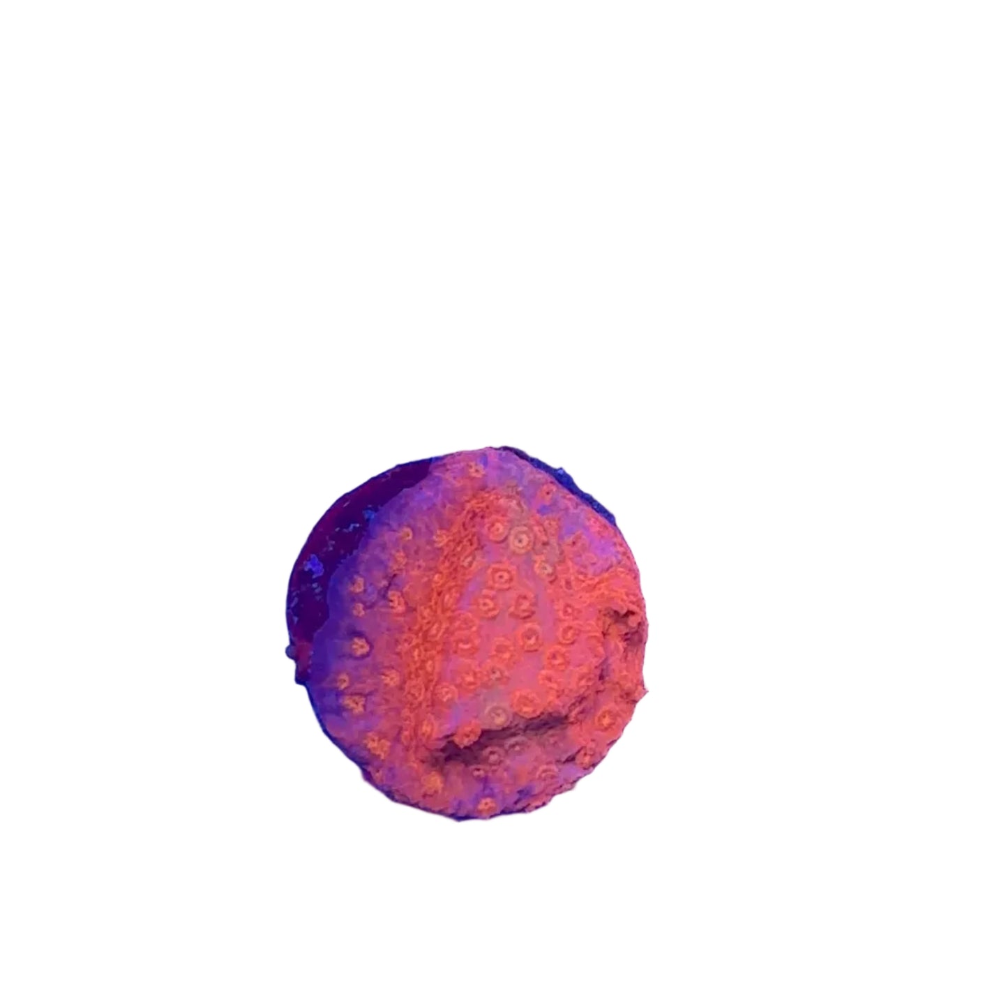 Crimson Stylocoeniella