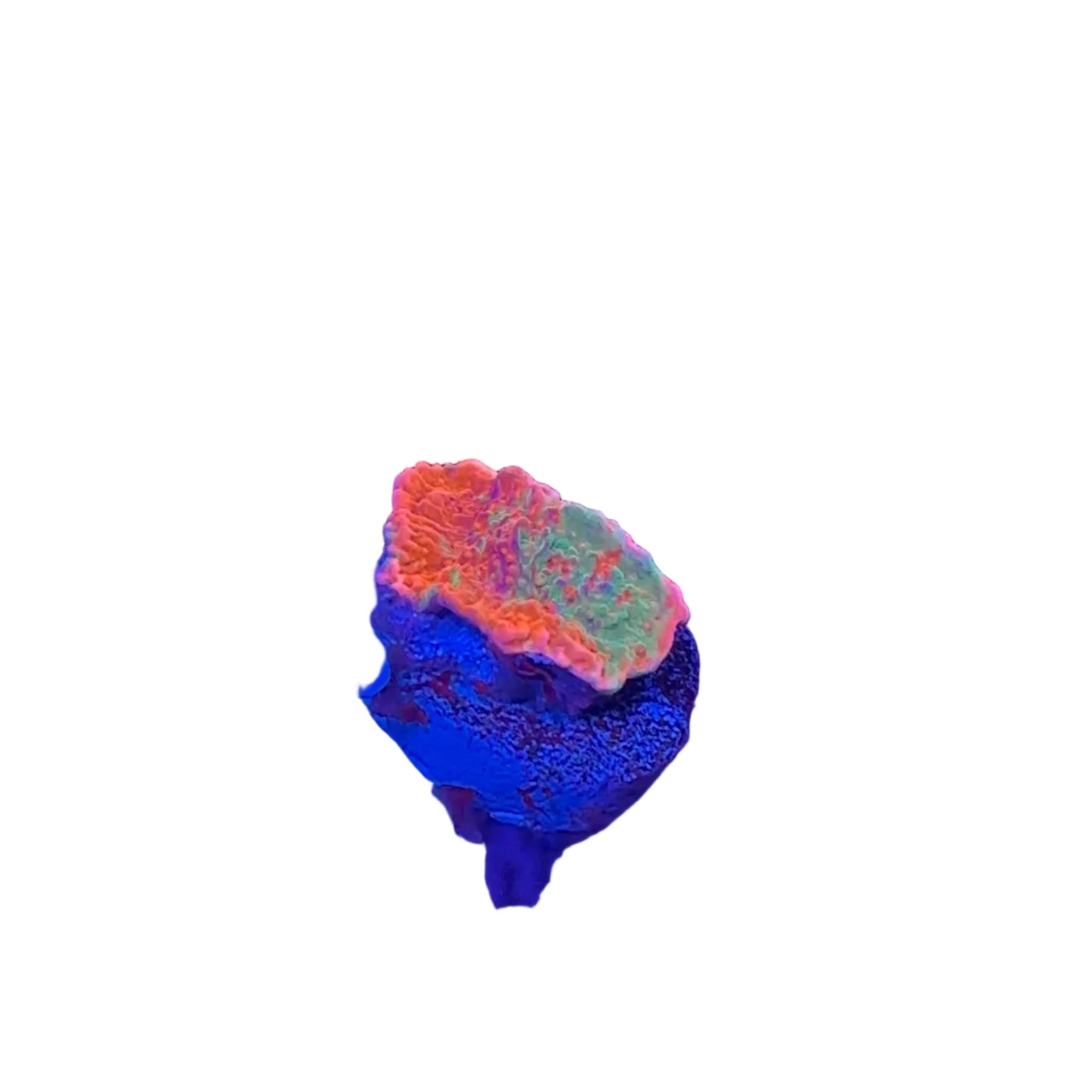 Graft Montipora Frag